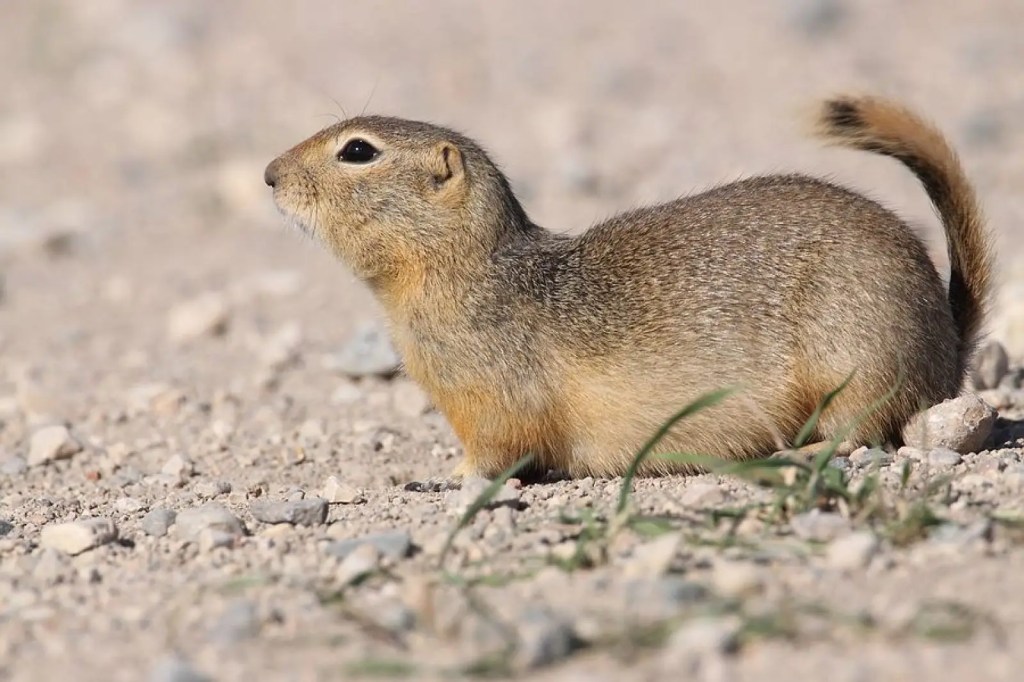 Image of a Richardson's Ground Squirrel to ensure reporting of the right species of gopher. 